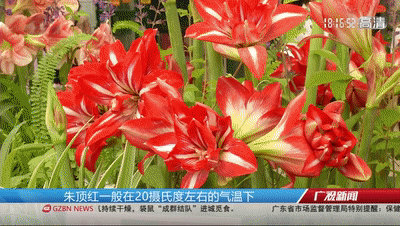 美哭了!2万株朱顶红花争奇斗艳,还有这个地方下