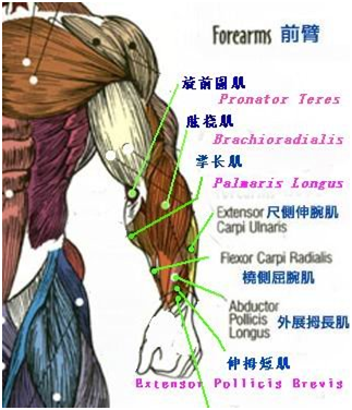 【国防在线体能进阶系列】用器械进行手臂训练