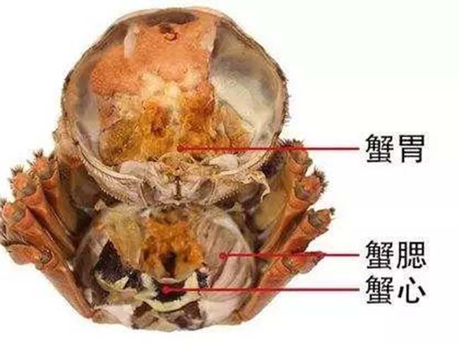 蟹肠  蟹肠都是螃蟹消化或未消化的食物,可能含有戊肝病毒,肝炎患者